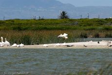 Pelikan (6 von 9).jpg